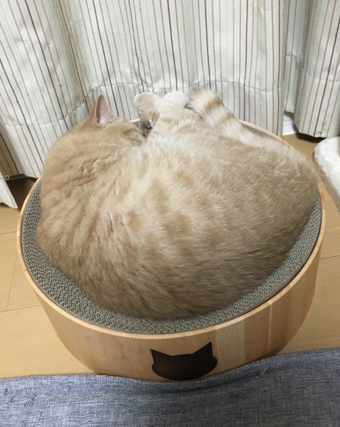 猫 マンチカン れおの写真