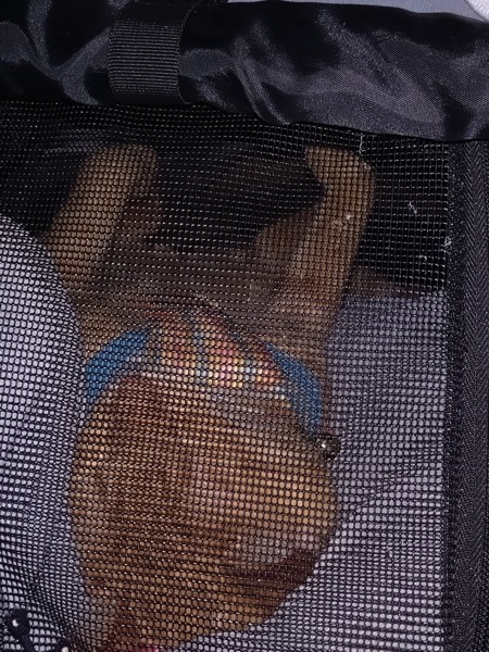 猫 茶トラ りんの写真