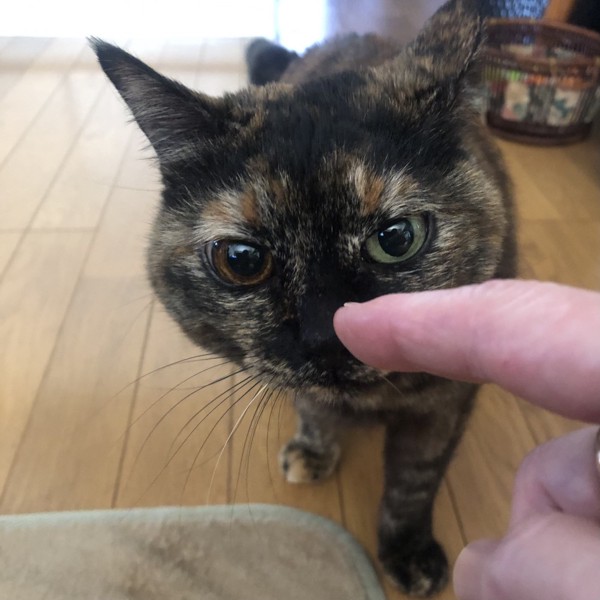 猫 サビ猫 ポンちゃんの写真