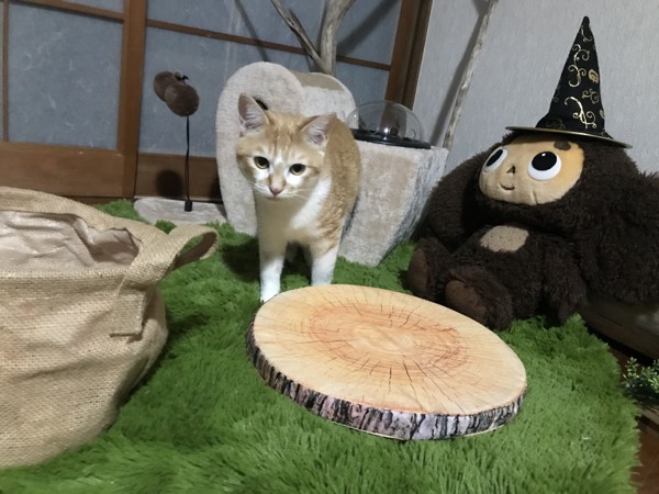 猫 茶白トラ さくらの写真