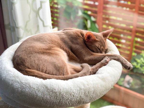 猫 アビシニアン マナの写真