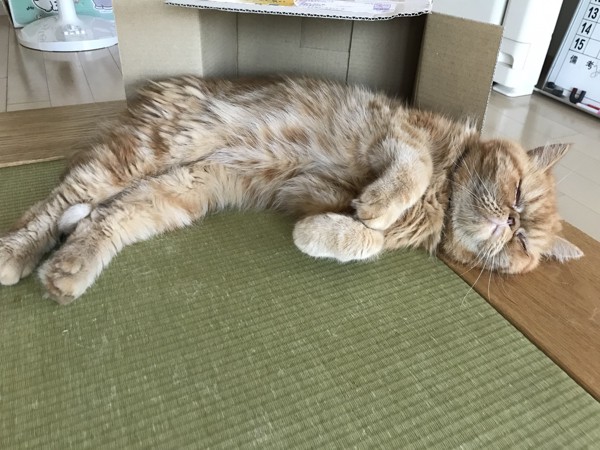 猫 エキゾチックショートヘア てんせつの写真