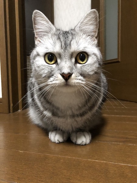 猫 スコティッシュフォールド ふくの写真