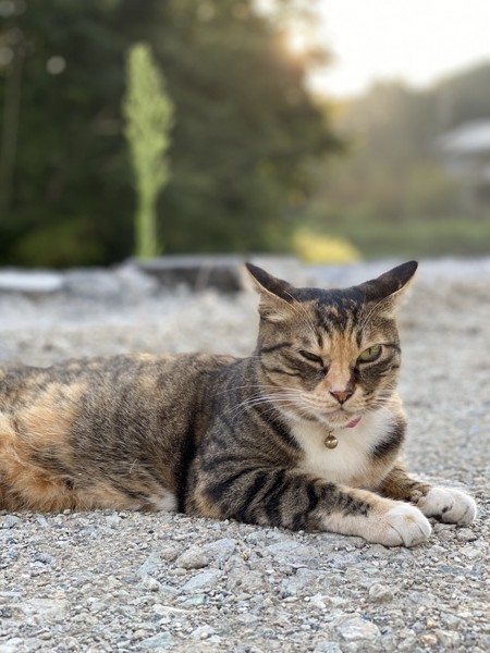 猫 雑種 たまの写真