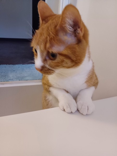 猫 茶白トラ マリンの写真