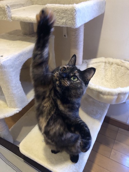 猫 サビ猫 ポンちゃんの写真