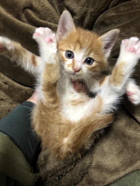 猫 茶トラ 紗流の写真