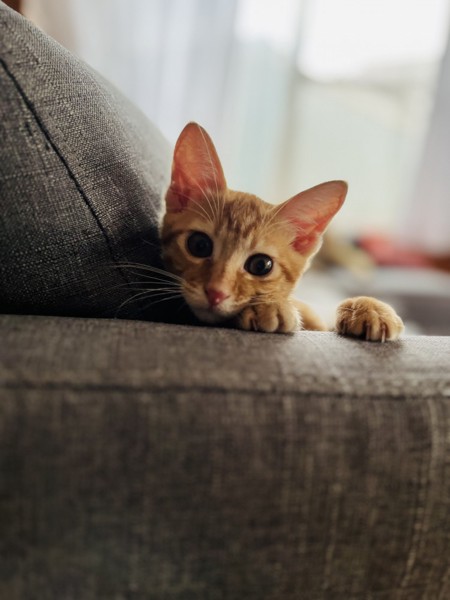 猫 茶トラ ルノの写真