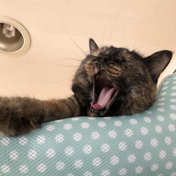 猫 サビ猫 ポンちゃんの写真
