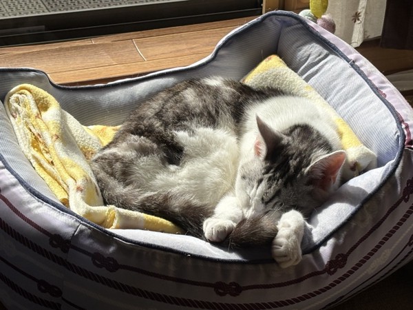 猫 サバシロ もーしゃんの写真