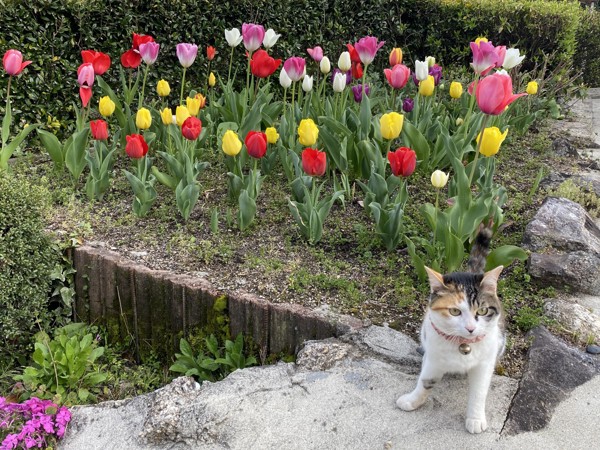 猫 三毛猫 ちーちゃんの写真