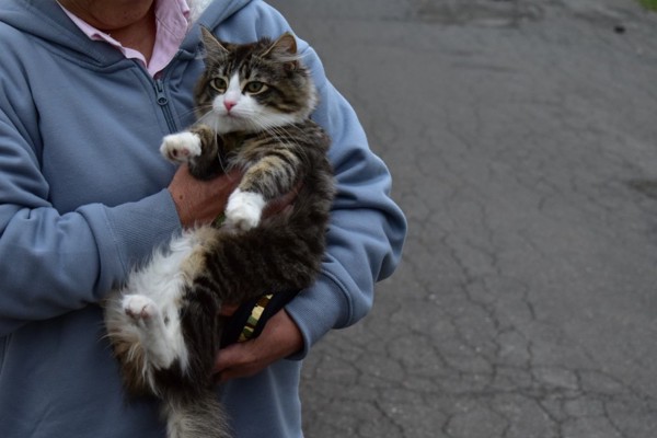 猫 ノルウェージャンフォレストキャット 蜜柑の写真