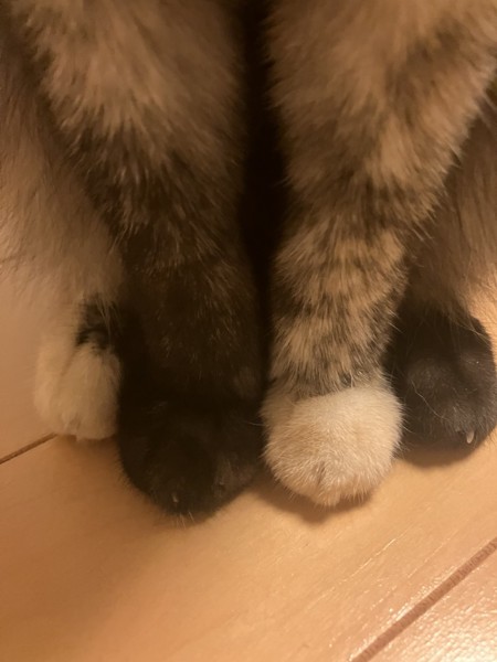 猫 サビ猫 うみの写真