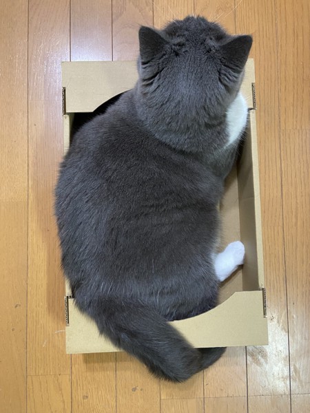 猫 ブリティッシュショートヘア チョウサイの写真