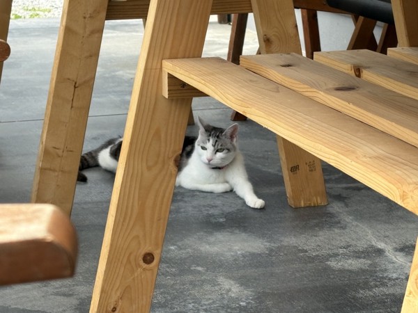猫 サバシロ もーしゃんの写真
