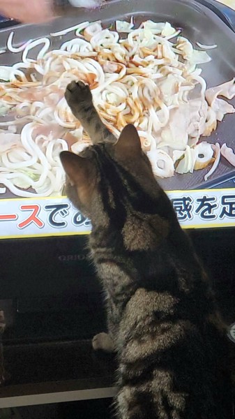 猫 アメリカンショートヘア チャコちゃんの写真