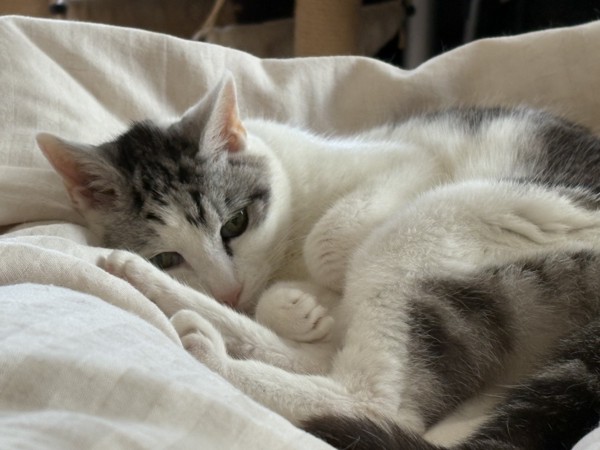 猫 サバシロ もーしゃんの写真