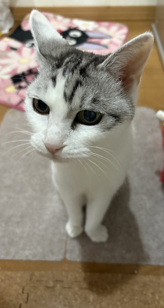 猫 サバシロ もーしゃんの写真