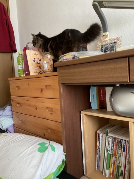 猫 キジトラ もずくちゃんの写真