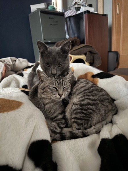 猫 サバトラ リロ&ソラの写真