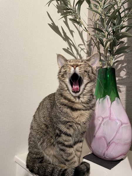 猫 キジトラ そらくんの写真