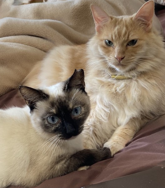 猫 シャム いとの写真