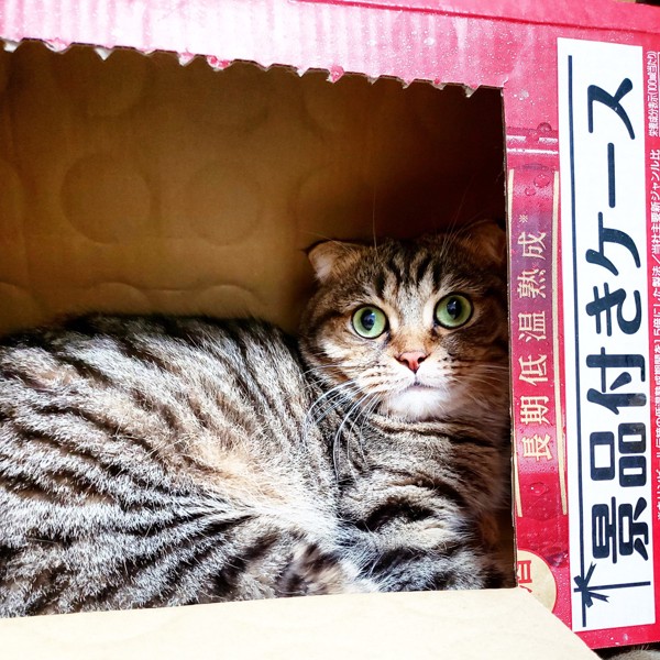 猫 スコティッシュフォールド のんの写真