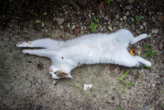 完全にリラックスする野良猫