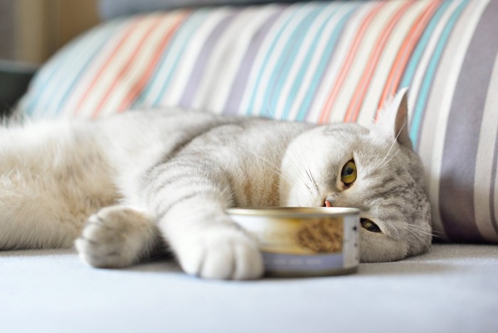 缶詰を抱えぐったりする猫