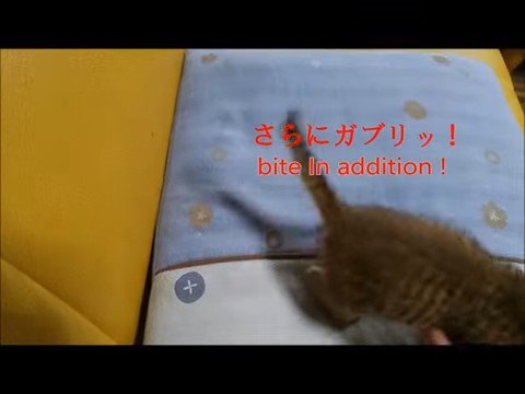 「さらにガブリッ！」の文字と子猫の背中