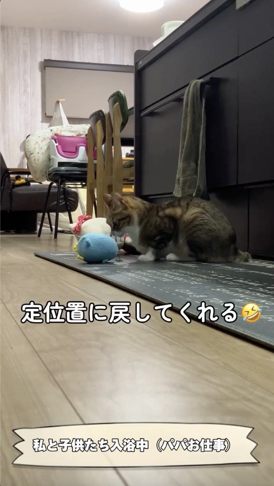 ぬいぐるみを元の場所に置く猫