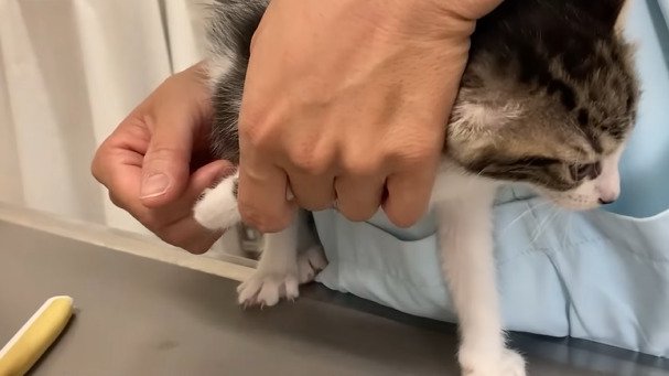 爪切りをされる子猫