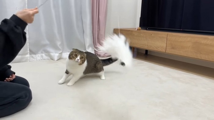 おもちゃを見る猫