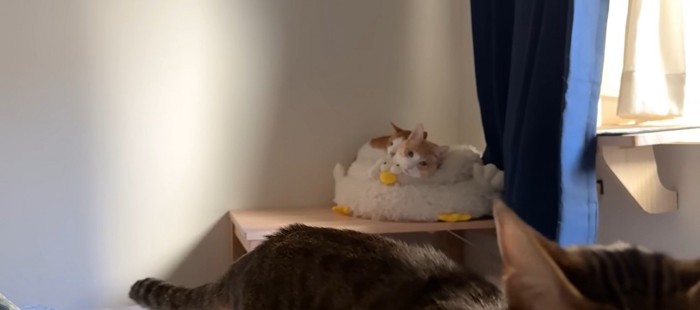 ベッドの上で寝ている二匹の猫