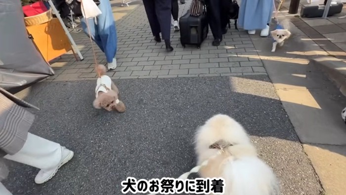 犬と散歩する飼い主
