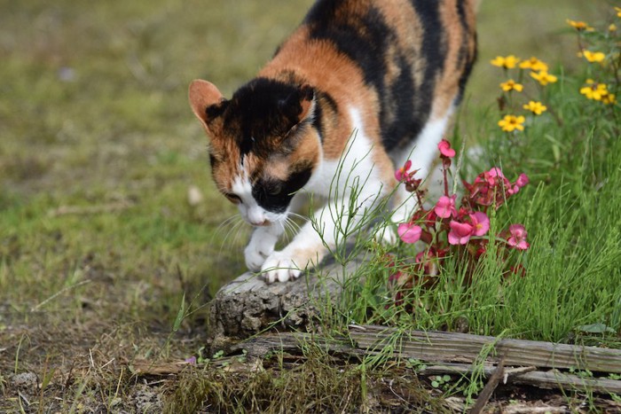 落ちている木で爪をとぐ猫