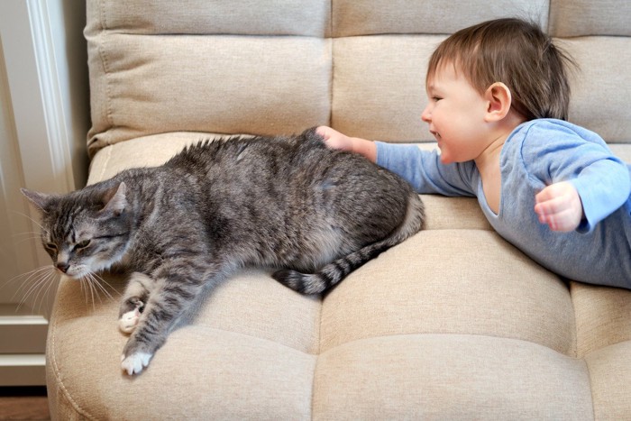 遊びたがる子どもと嫌がる猫