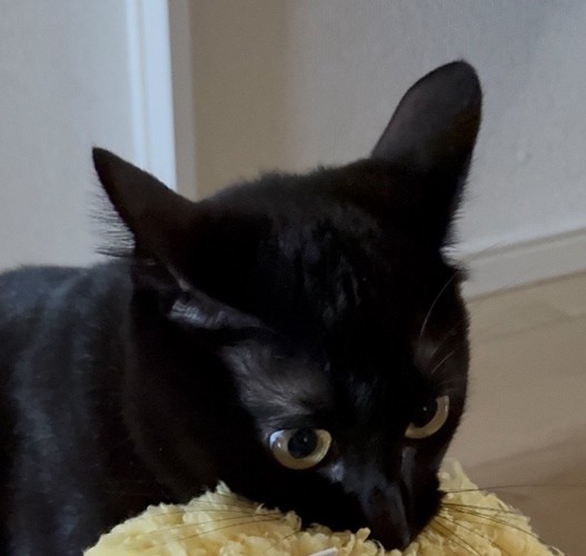 黄色い物を咥えて耳を立てる黒猫