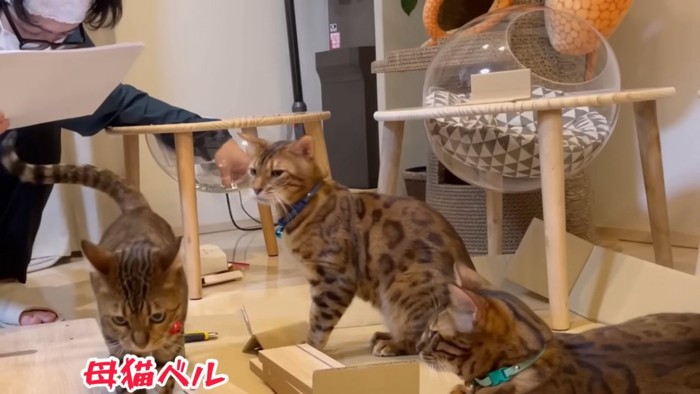 歩く赤い鈴を付けた猫とそれを見る青い首輪の猫