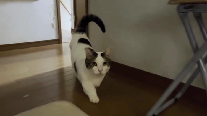 しっぽを立てて歩くブチ猫