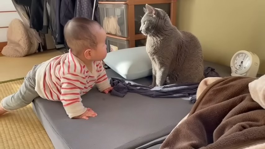 猫を見つめる赤ちゃん