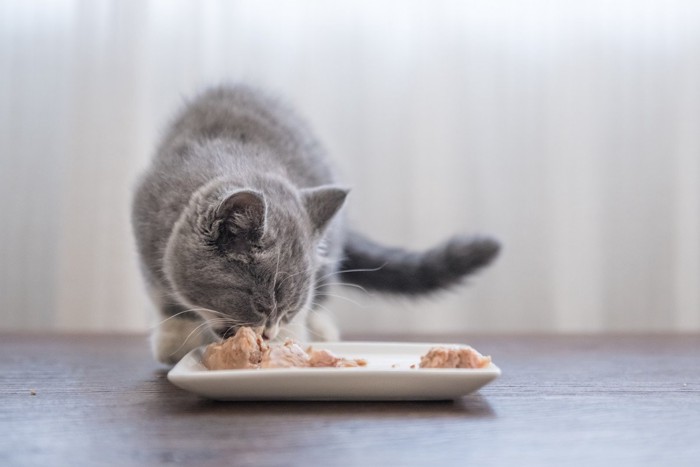 食事をする猫