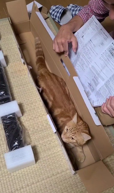 空き箱に入った猫
