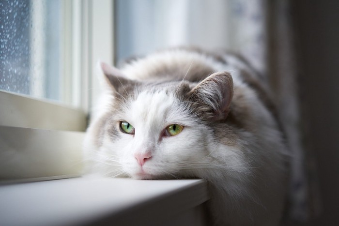 雨の日に窓際で辛そうな猫