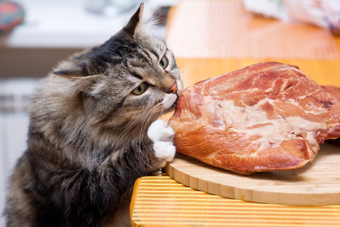お肉を食べそうな猫