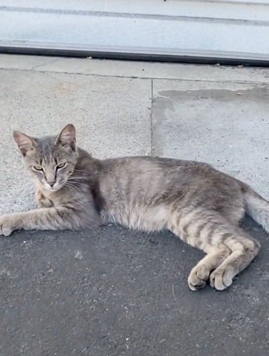 横になってくつろぐ猫