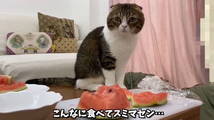 テーブルに乗る猫