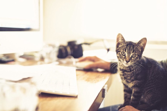 パソコン操作をする飼い主の膝に乗る猫