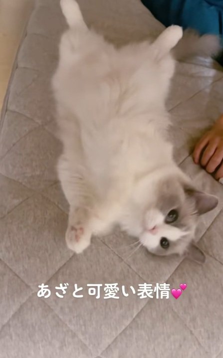 お腹をなでられて横になるラグドール