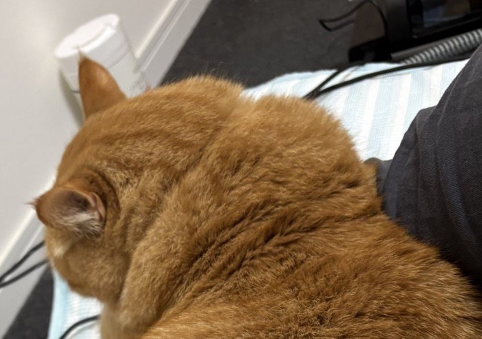 男性の隣に寝転がる茶トラ猫